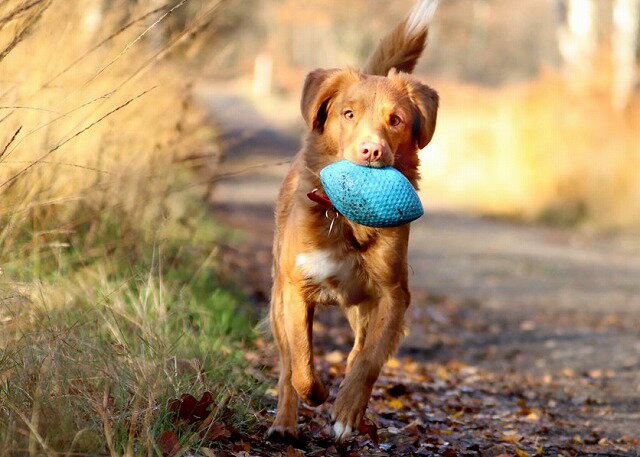 ボール おもちゃ 犬 SPORTBALL【中型犬 大型犬】ガ