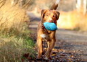 ボール おもちゃ 犬 SPORTBALL【中型犬 大型犬】ガンドッグ ラグビー ボール 水に浮く トレーニング 水遊び ラブラドール ゴールデン レトリバー フラットコーテッド ブルー グリーン オレンジ レッド スパニエル セター ポインター 鳥猟犬 ダミー あす楽 オモチャ 強い