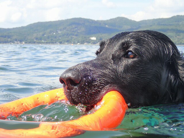 犬との水遊びで楽しめる！水に浮く素材のおもちゃのおすすめは？