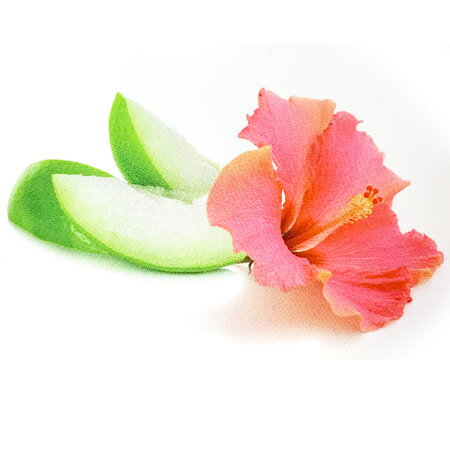 【 お試し 】ランプベルジェオイル 【 ハイビスカス 】100ml【A1527】lampberger メゾンベルジェ maiso..