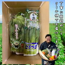 【送料無料】 新鮮野菜セット 旬の野菜詰め合わせ！たまご10個入りのおまけ付き（4月発送の方限定で卵かけ醤油のおまけつき） 3