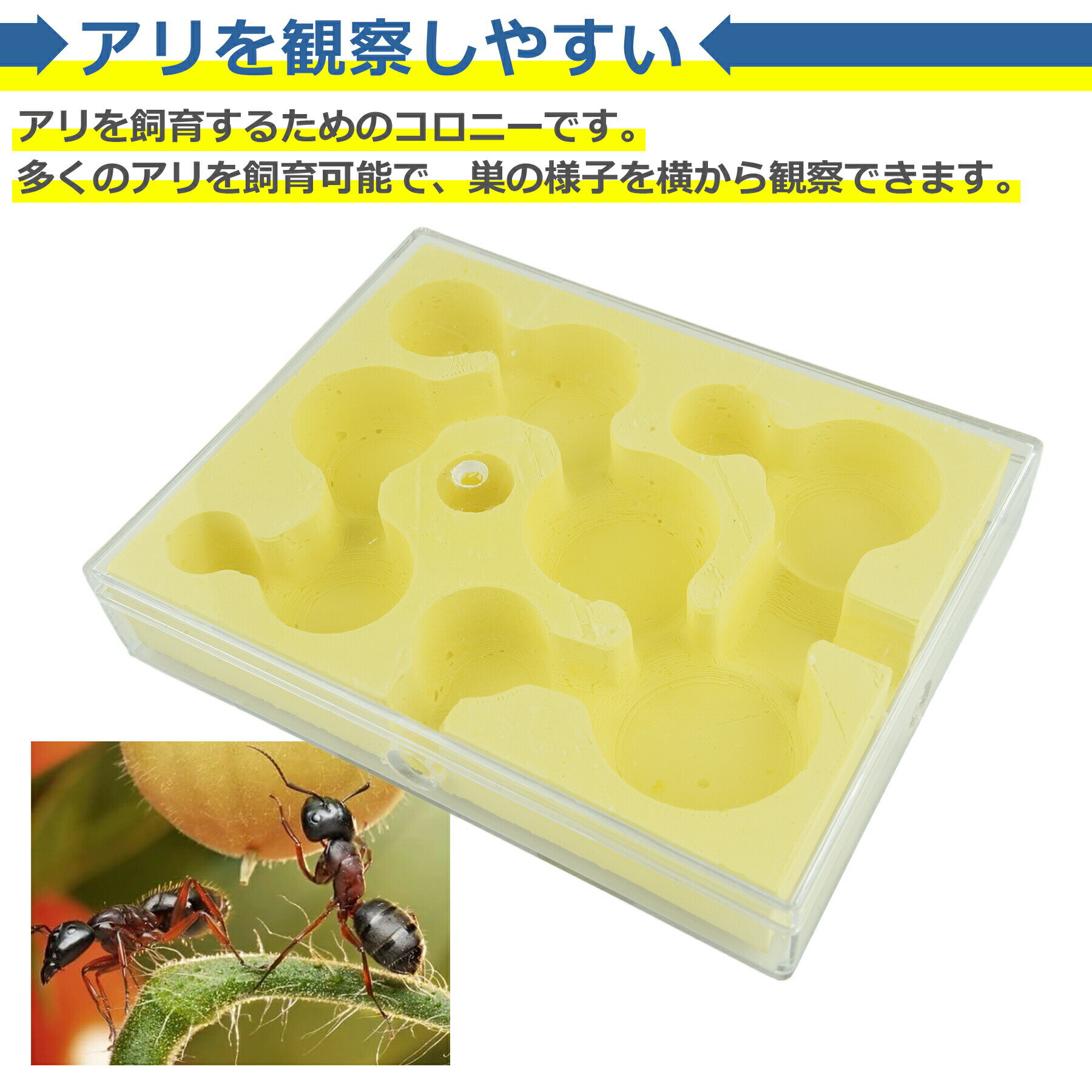 【当店内2個以上ご購入で送料198円→0円！】アリ 観察 キット 飼育 生態 あり 蟻 ア...