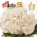 【まだ間に合う! 母の日 5%OFFクーポン】 白まいたけ 白舞茸 極(きわみ) 新潟県産 850g 雪国まいたけ 大株 無農薬化学肥料 不使用 ギフト きのこ...