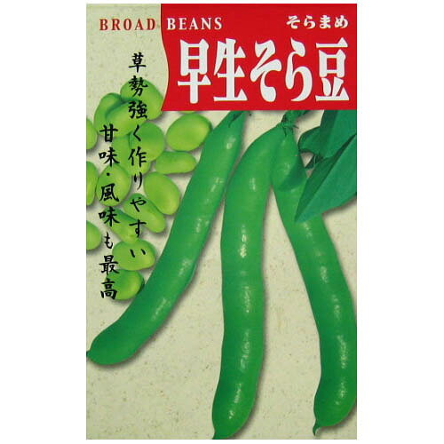 そら豆 種 【 早生そら豆 】 種子 小袋（約60ml） | 農業屋.com