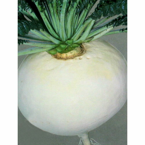 大根 種 【桜島大丸】 8ml | 農業屋.com