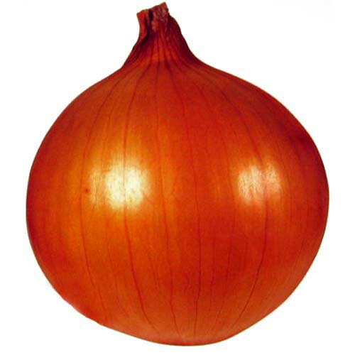 たまねぎ 種 【ソニック】 20ml | 農業屋.com