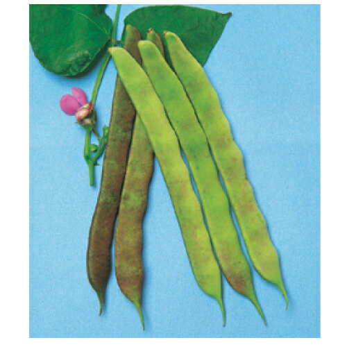つるありいんげん 種 【むらさき菜豆】 小袋 | 農業屋.com