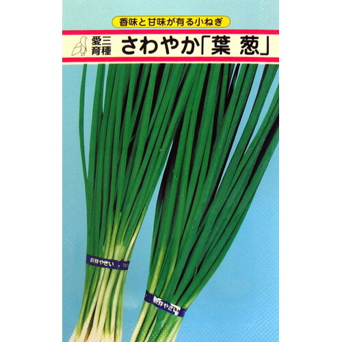 ネギ 種 【 さわやか葉葱 】 小袋（8ml） ( ネギの種 ) | 農業屋.com