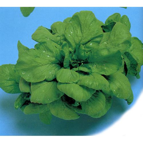 春菊 種 【 ふくすけ春菊 】 小袋(30ml) ( 春菊の種 ) | 農業屋.com