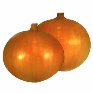 たまねぎ 種 【 貴錦 】 2dl | 農業屋.com