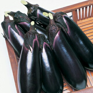 なす 種 【とげなし千両二号】 1,000粒 | 農業屋.com