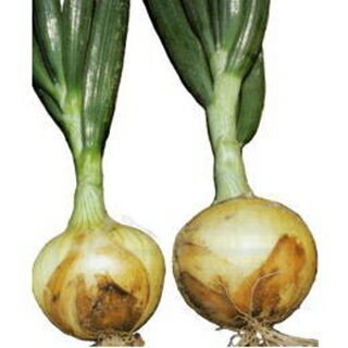 たまねぎ 種 【 七宝 早生七号 】 100g | 農業屋.com たまねぎ 種 【 七宝 早生七号 】 100g | 農業屋.com