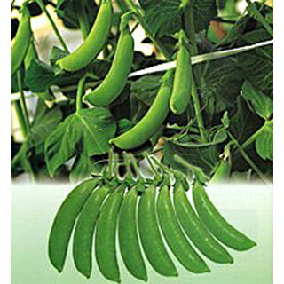 エンドウ 種 【 ニムラサラダスナップ 】 1dl （ 種 野菜 野菜種子