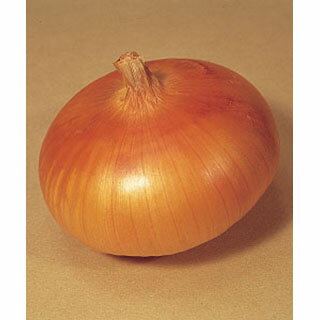 たまねぎ 種 【 貝塚早生 】 20ml | 農業屋.com