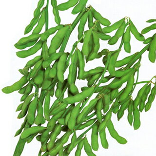 枝豆 種 【 初だるま 】 種子 約1000粒 | 農業屋.com