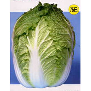 白菜 種 【 松島純二号 】 5．1ml ( 白菜の種 ) | 農業屋.com