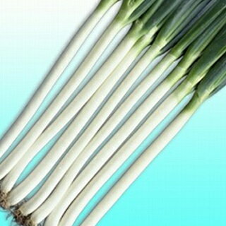 ネギ 種 【 長悦ねぎ 】 種子 小袋（約2dl） | 農業屋.com