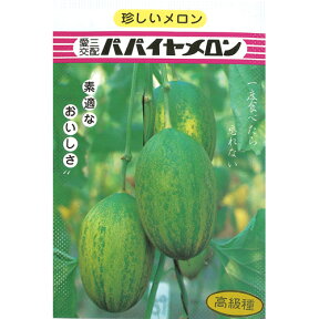 メロン 種 【パパイヤメロン】 小袋 （ 種 野菜 野菜種子 野菜種 ）