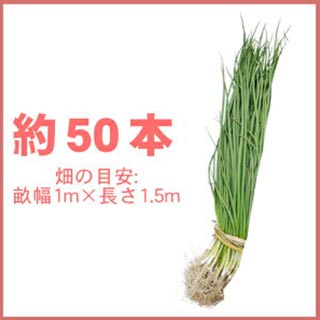 【菜園くらぶ】家庭菜園の専門店の玉ねぎ苗 【予約】 【 大玉早生 アイドル ももえ 】 約50本 [ たまねぎ苗 タマネギ苗 玉葱苗 販売 野菜苗 家庭菜園 ]｜アングル2