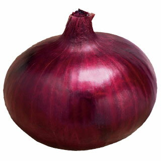 玉ねぎ苗 【予約】 【 中早生 赤玉ねぎ ケルたまルビー 】 約50本 [ たまねぎ苗 タマネギ苗 玉葱苗 販売 野菜苗 家庭菜園 ]のサムネイル