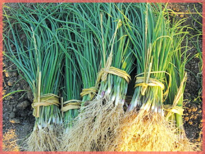 苗から始める 玉ねぎのプランターでの育て方講座 植え付けるだけで初心者も簡単 暮らし の 苗から始める 玉ねぎのプランターでの育て方講座 植え付けるだけで初心者も簡単 暮らし の