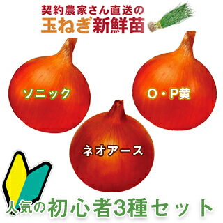 玉ねぎ苗 【予約】 人気の初心者3種セット [ たまねぎ苗 タマネギ苗 玉葱苗 販売 野菜苗 家庭菜園 ]