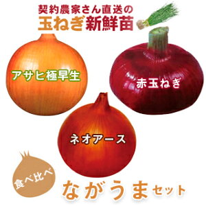 玉ねぎ苗 【予約】 ながうまセット [ たまねぎ苗 タマネギ苗 玉葱苗 販売 野菜苗 家庭菜園 ]