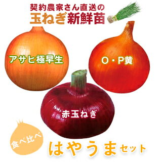 玉ねぎ苗 【予約】 はやうまセット [ たまねぎ苗 タマネギ苗 玉葱苗 販売 野菜苗 家庭菜園 ]