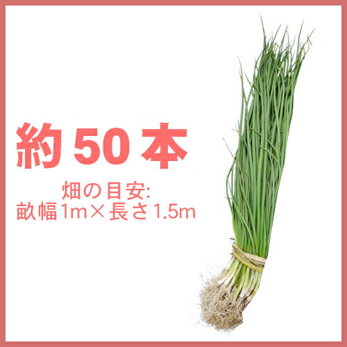 【菜園くらぶ】家庭菜園の専門店の玉ねぎ苗 【予約】 【 早生 ソニック】 約50本 [ たまねぎ苗 タマネギ苗 玉葱苗 販売 野菜苗 家庭菜園 ]｜アングル2