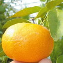 柑橘類の苗 【 日南 （ にちなん ） 