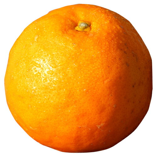 柑橘類の苗 【 セミノール 2年生苗