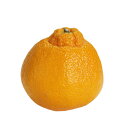 柑橘類の苗 【 デコポン （ 不知火 ） 1年生苗木 】 雑柑 オレンジ かんきつ カンキツ 柑橘 苗