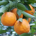 柑橘類の苗 【 ポンカン 1年生苗木 
