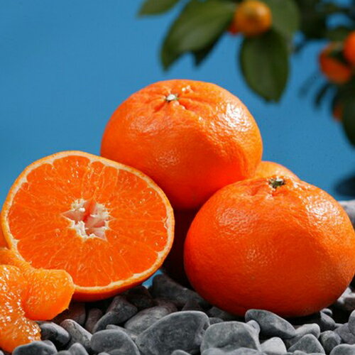 柑橘類の苗 【 石地 （ いしじ ） 1