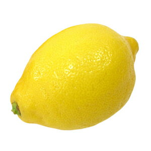 柑橘類の苗 【 とげなしレモン1年生