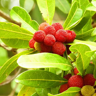 果樹苗 【 山桃 秀光 1年生苗木 】 | 農業屋.com