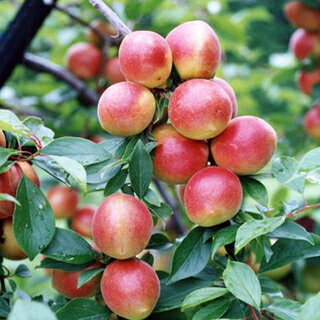 果樹苗 【 梅 露茜 1年生苗木 】 品種 露茜 品種登録番号 17561 | 農業