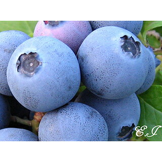 ブルーベリー 苗木 挿し木苗 1年生 シャープブルー 【 サザンハイブッシュ系 】