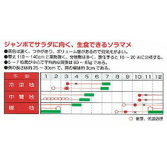 そら豆 種 【ポポロ】 小袋（約15粒） （ 種 野菜 野菜種子 野菜種 ）