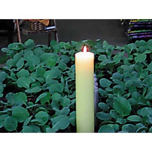 �� ����ѥ������� #230 ������:7.9����43cm ��