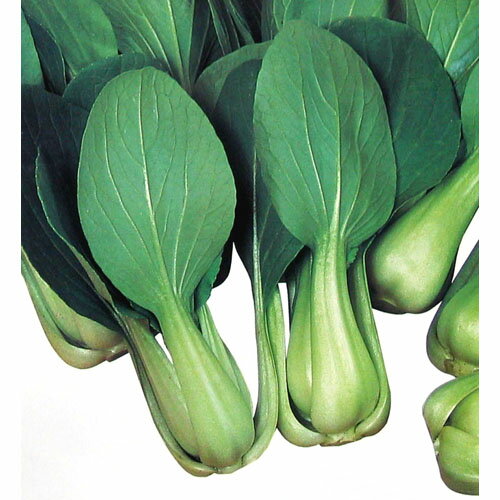 ちんげん菜 種 【シャオパオ】 小袋 （ 種 野菜 野菜種子 野菜種 ）