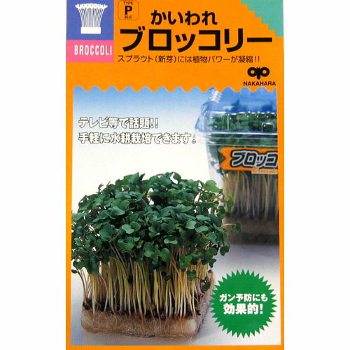 ブロッコリースプラウト 種 【 かいわれブロッコリー 】 種子 小袋 約50ml 種 野菜 野菜種子 野菜種 ブロッコリー スプラウト 種