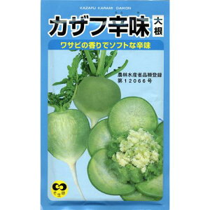 大根 種 【カザフ辛味大根】 小袋 （ 種 野菜 野菜種子 野菜種 ）