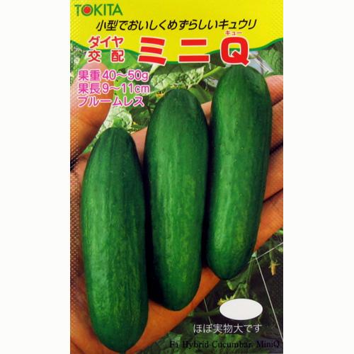 きゅうり 種 【ミニQ】 小袋 （ 種 野菜 野菜種子 野菜種 ） ★