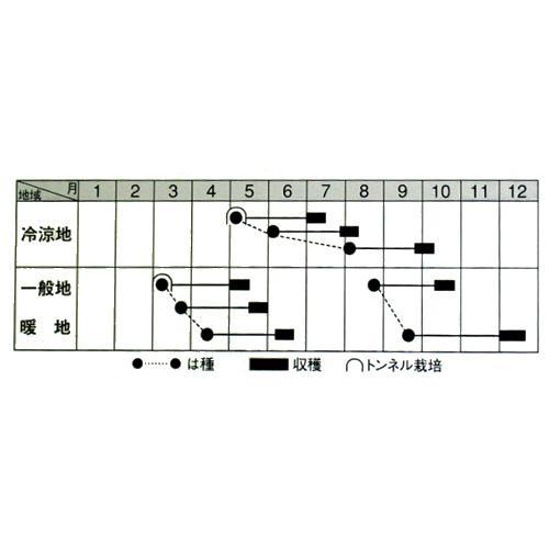 大根 種 【 おてごろ大根2号 】 種子 小袋（約2ml） （ 種 野菜 野菜種子 野菜種 ）