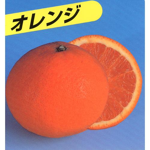 柑橘類の苗 【 清見オレンジ 1年生苗木 】 [ 雑柑 オレンジ かんきつ カンキツ 柑橘 苗 ]