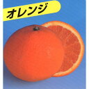 柑橘類の苗 【 清見オレンジ 1年生