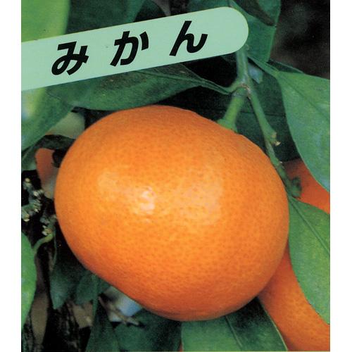 柑橘類の苗 【 極早生 上野温州みかん 1年生苗木 】[ み