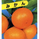 柑橘類の苗 【 青島温州みかん 1年