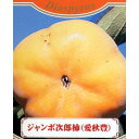 果樹苗 甘柿 【 ジャンボ次郎柿 1年生苗 】 [ ジロウ かき カキ 果樹苗木 販売 ]